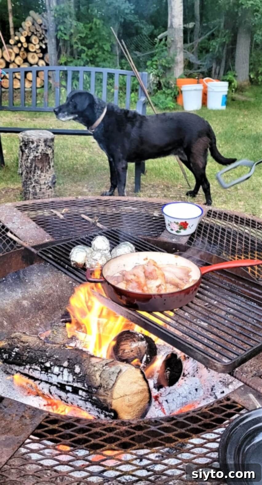 A dog, Pippa, attentively watching a pan of sizzling bacon next to baking potatoes in a campfire pit