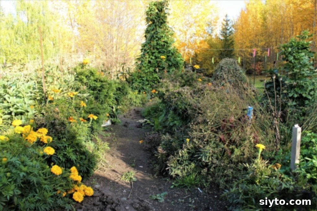 Looking down a garden pathway, showing lush greenery