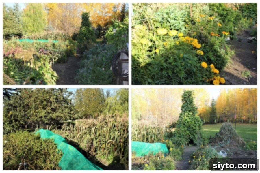 Collage of four autumn garden scenes, showing healthy plants