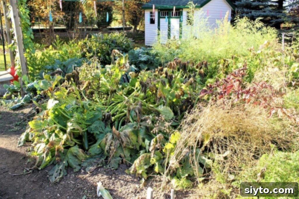 Zucchini plant with leaves showing slight frost damage, but still producing