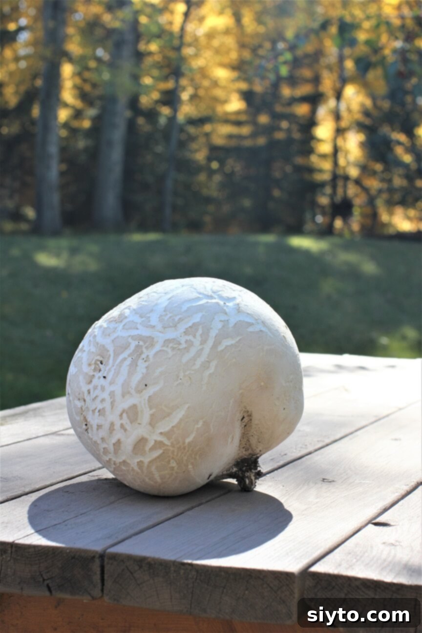 A large, perfectly round giant puffball mushroom resting on a wooden picnic table, highlighting its impressive size and pristine white surface.