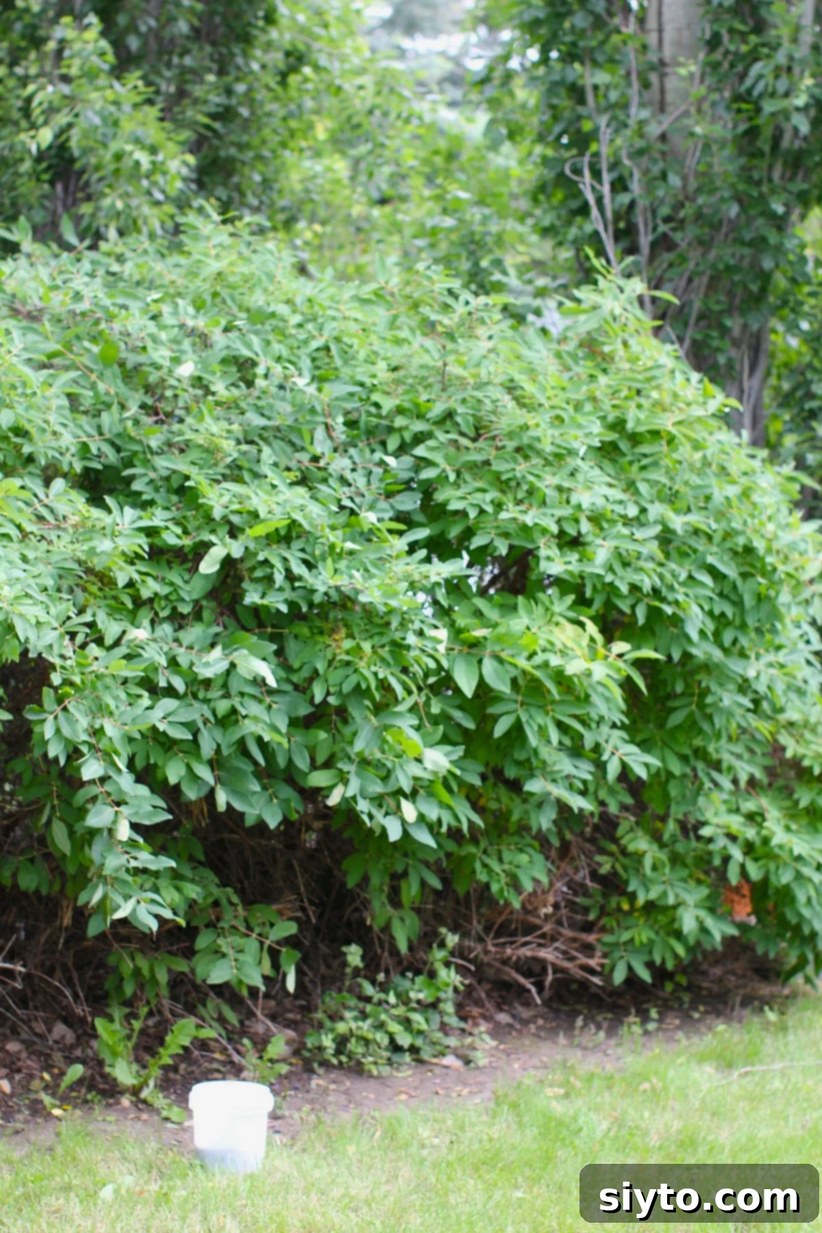 Homemade Haskap Honeyberry Jam Without Pectin 3 A haskap bush, rich with hidden berries, with a small pail standing ready in front, hinting at an impending harvest.