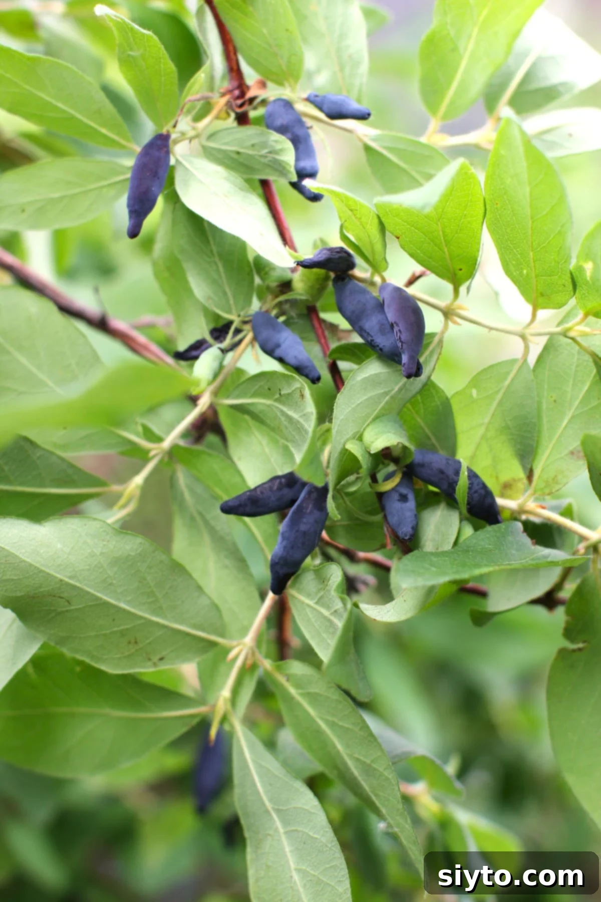 Homemade Haskap Honeyberry Jam Without Pectin 4 A close-up shot of a haskap bush branch, heavily laden with ripe, elongated blue-purple haskap berries (honeyberries) peeking out from under the leaves.