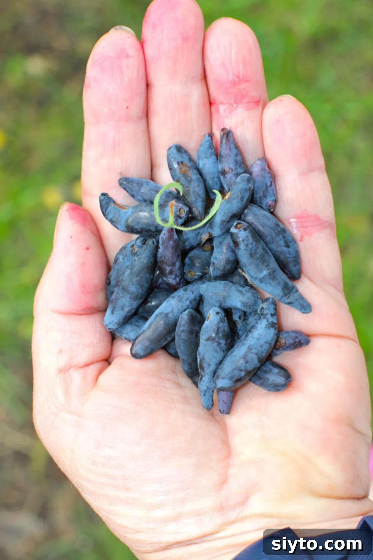 Homemade Haskap Honeyberry Jam Without Pectin 5 A hand holds a generous handful of freshly picked, juicy, elongated blue-purple haskap berries (honeyberries), showcasing their vibrant color and plump texture.