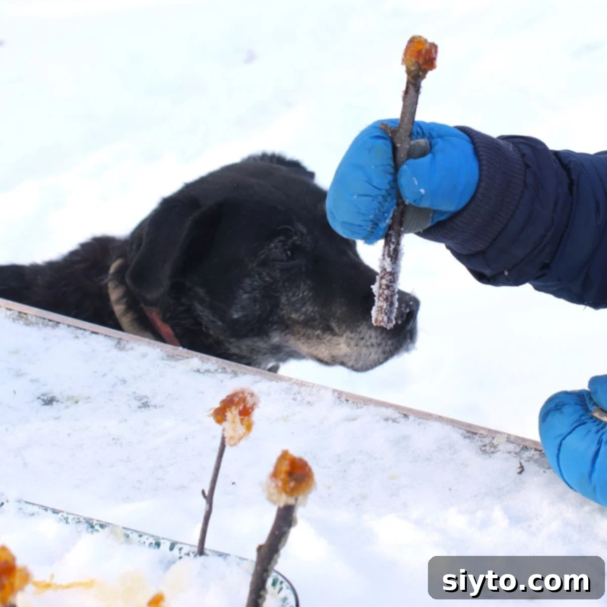 Pippa the dog looking longingly at the maple syrup snow candy on a stick held in Caleb's mittened hand.