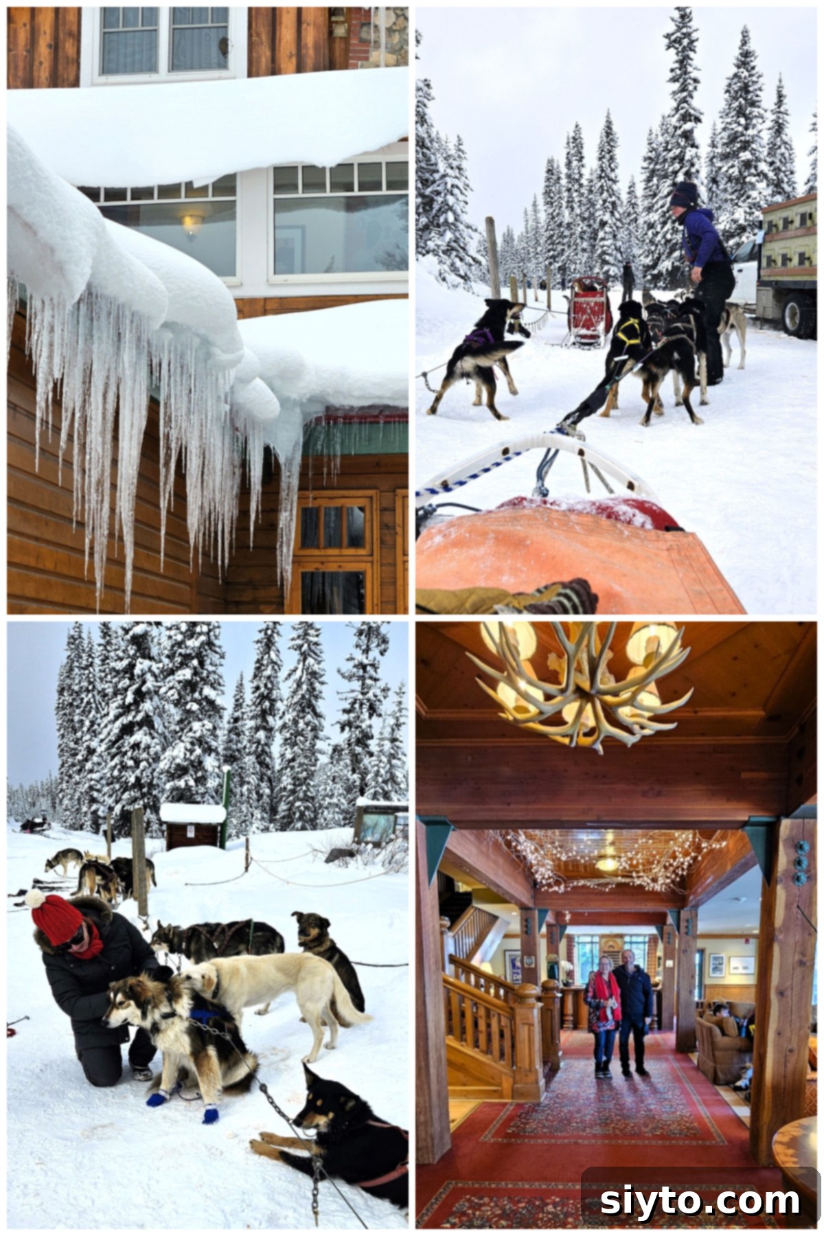 Sweet Bites Snowy Sleds: Lake Louise Adventures 11 A four-photo collage featuring scenes from our trip: icicles on the Post Hotel, dogs being hitched, Raymond and the author inside the hotel, and the author cuddling a dog.