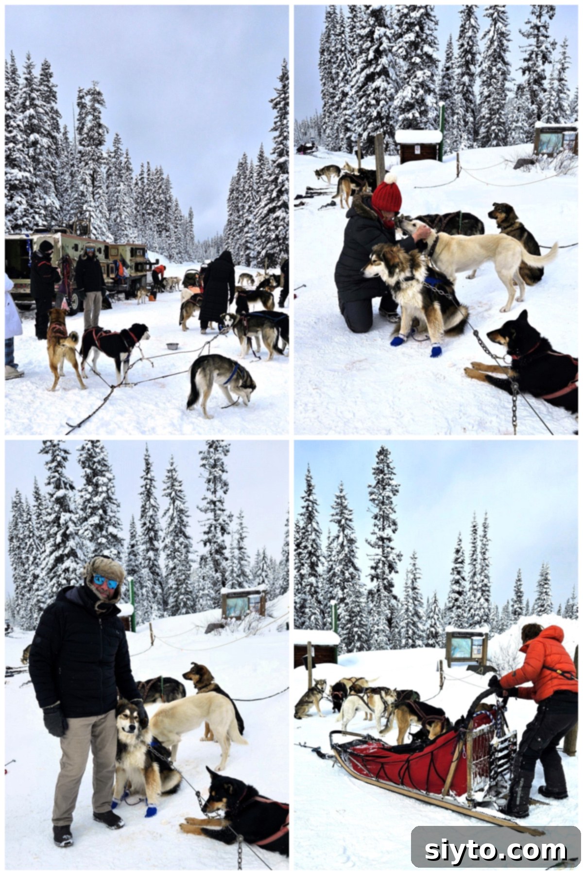 Sweet Bites Snowy Sleds: Lake Louise Adventures 5 A four-photo collage capturing moments of preparing for the dog sledding adventure, showing the energetic dogs and mushers in action.