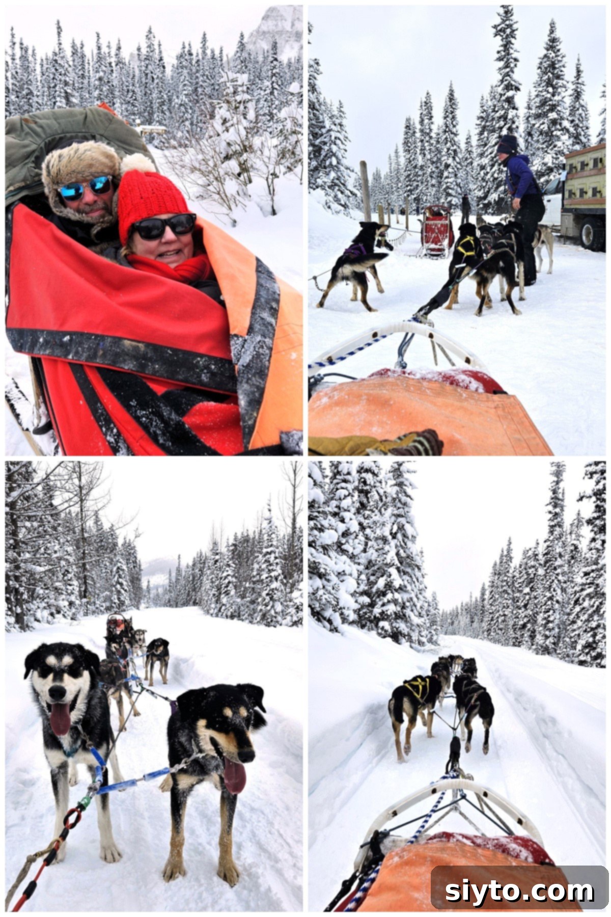 Sweet Bites Snowy Sleds: Lake Louise Adventures 6 A four-photo collage showing more preparations for dog sledding: Raymond and the author tucked into the sled, our musher harnessing dogs, excited dogs, and dogs on the trail.