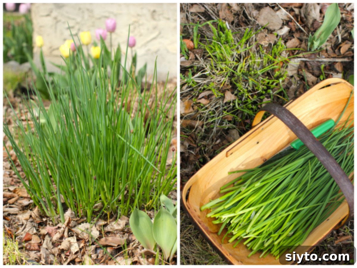 Chive Pesto: A Spring Garden Delight 3 Two photo collage. On the left, a lush clump of vibrant green chives thrives in a garden bed. On the right, freshly cut chives are gathered in a trug, ready for processing.