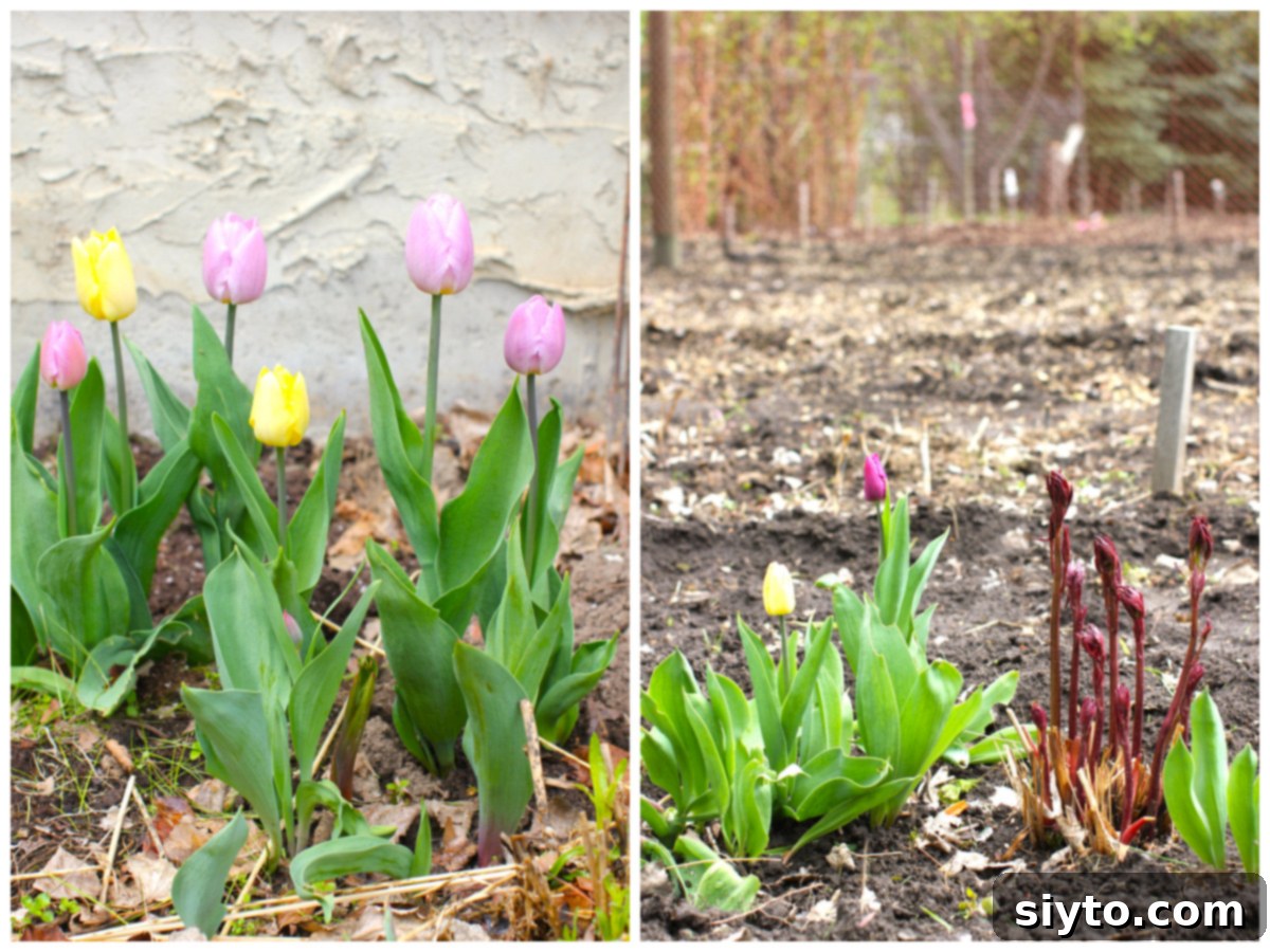 Chive Pesto: A Spring Garden Delight 4 Two photo collage. On the left, a cluster of vibrant pink and yellow tulips blooms brightly. On the right, tulips are emerging from the soil alongside the distinctive ruby shoots of peony plants.
