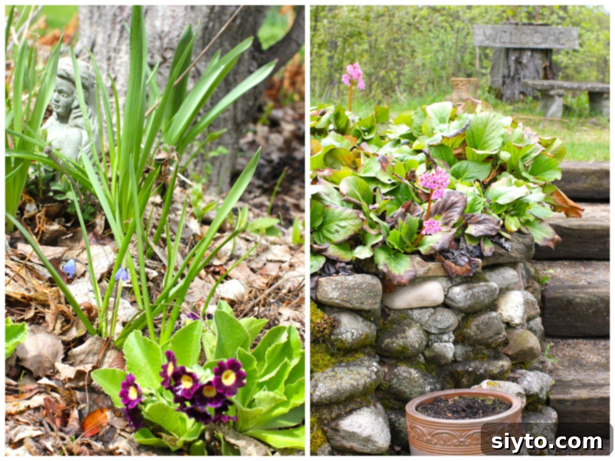 Chive Pesto: A Spring Garden Delight 5 Two photo collage. On the left, deep burgundy primulas are in full bloom, accompanied by small blue squill flowers. On the right, resilient bergenia plants are flowering on a rustic rock wall.