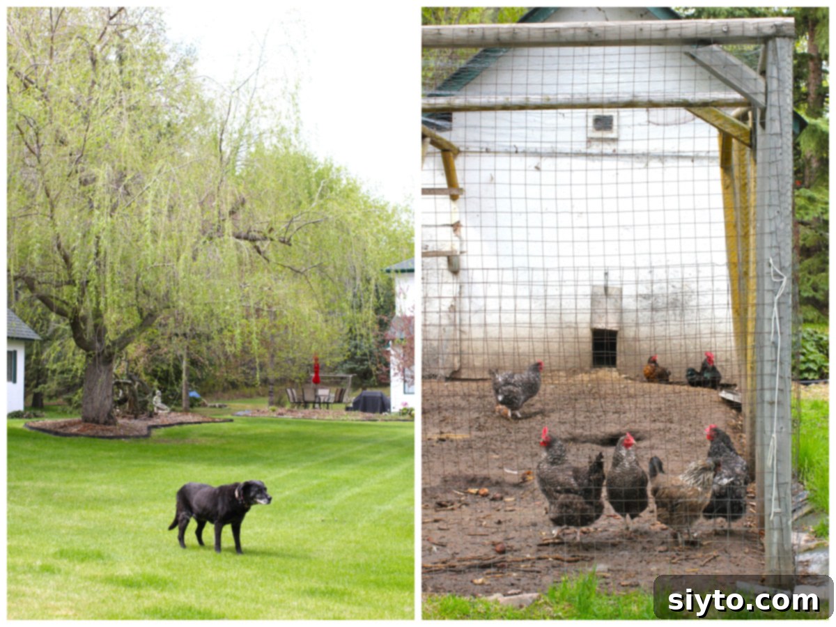 Chive Pesto: A Spring Garden Delight 6 Two photo collage. On the left, a dog named Pippa stands attentively in front of a weeping willow tree, its branches just beginning to green. On the right, a flock of chickens are contentedly foraging in their outdoor run.