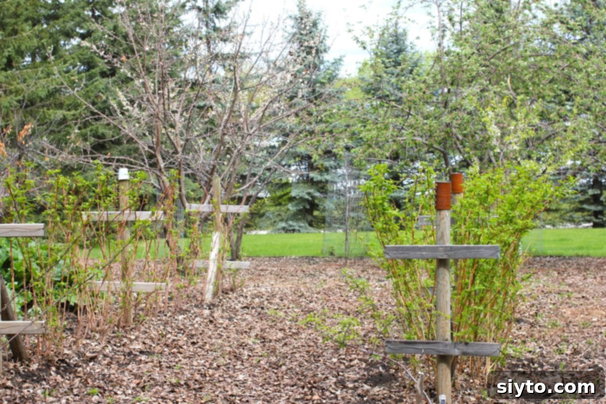 Chive Pesto: A Spring Garden Delight 7 Lush green raspberry canes beginning to grow vigorously in the orchard garden, signifying the start of the growing season.
