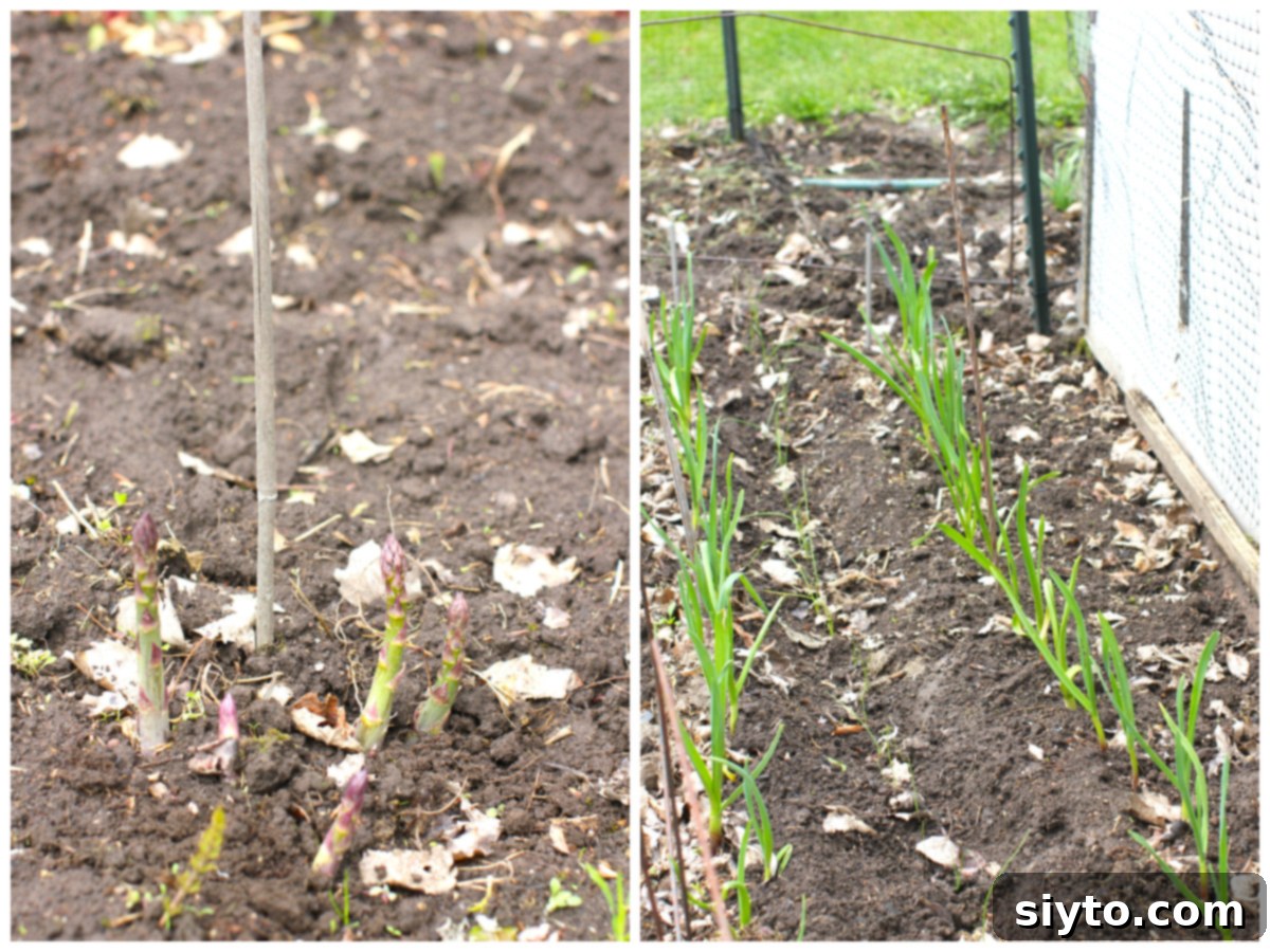 Chive Pesto: A Spring Garden Delight 8 Two photo collage. On the left, tender asparagus spears are just beginning to pop out of the rich, dark soil. On the right, two neat rows of healthy, growing garlic plants are visible.