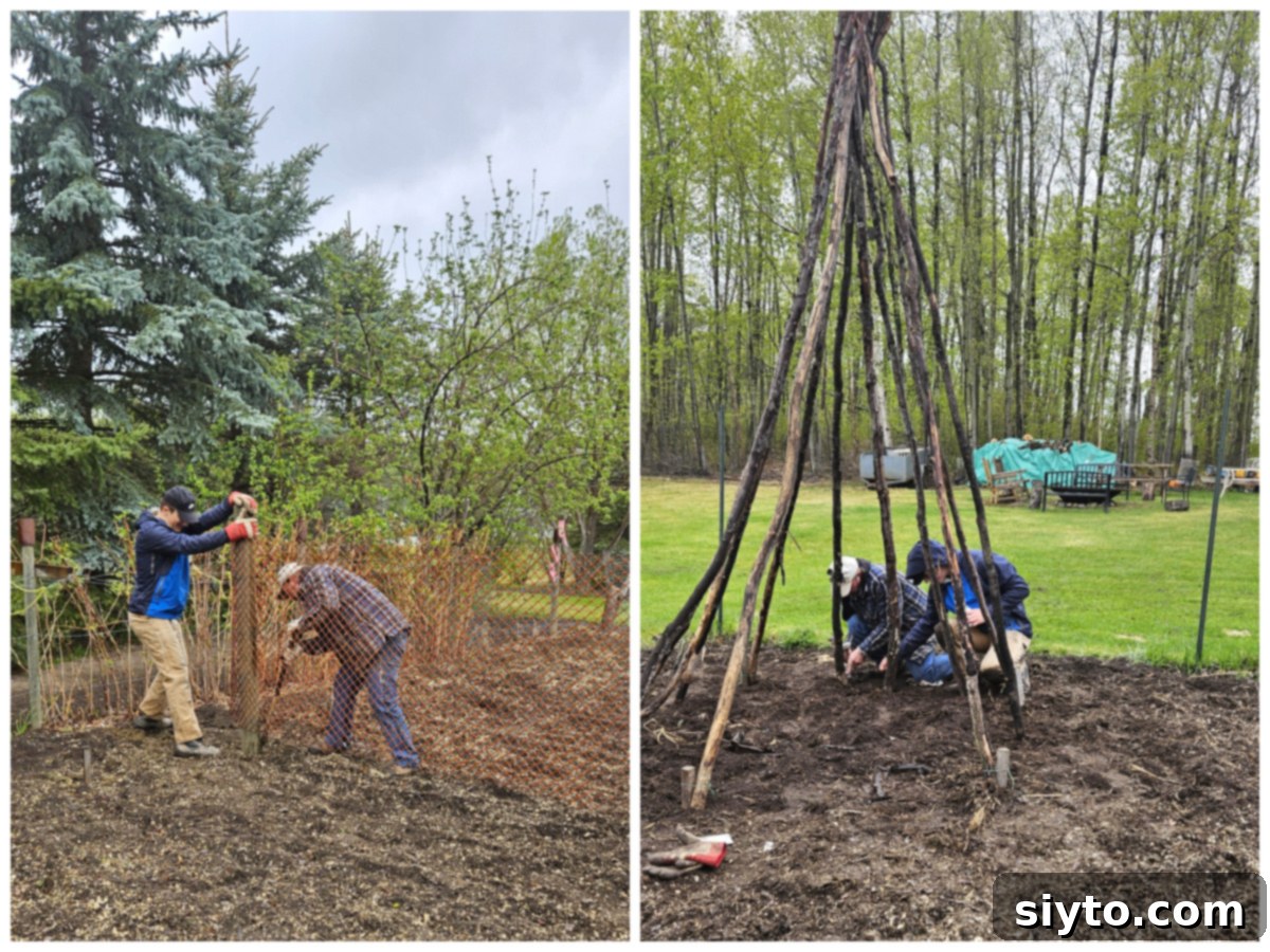 Chive Pesto: A Spring Garden Delight 9 Two photo collage. On the left, two people are working together to install posts for a pea fence in the garden. On the right, seeds are being planted around a pole bean teepee structure.