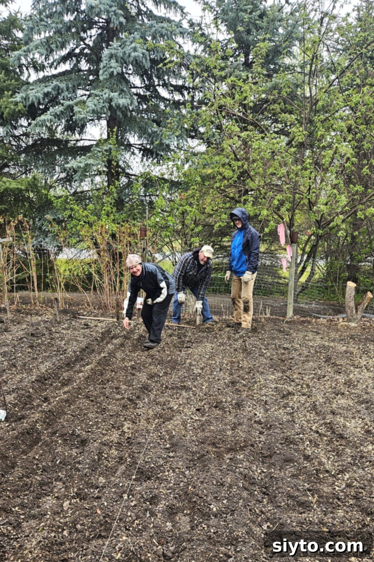 Chive Pesto: A Spring Garden Delight 10 Mom, Riley, and Raymond cheerfully planting vegetables in the garden despite the rainy weather, illustrating teamwork and dedication.