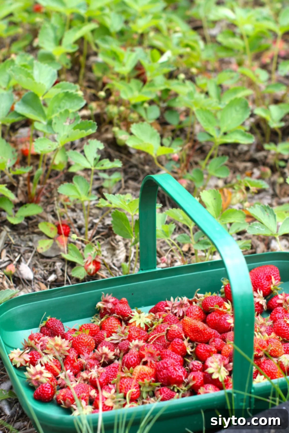 Reduced Sugar Strawberry Jam 3 Green basket of strawberries in front of the strawberry patch.