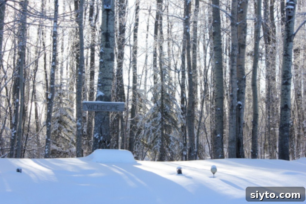 Merry Christmas Poinsettia Punch Toast 2 welcome sun through the snow