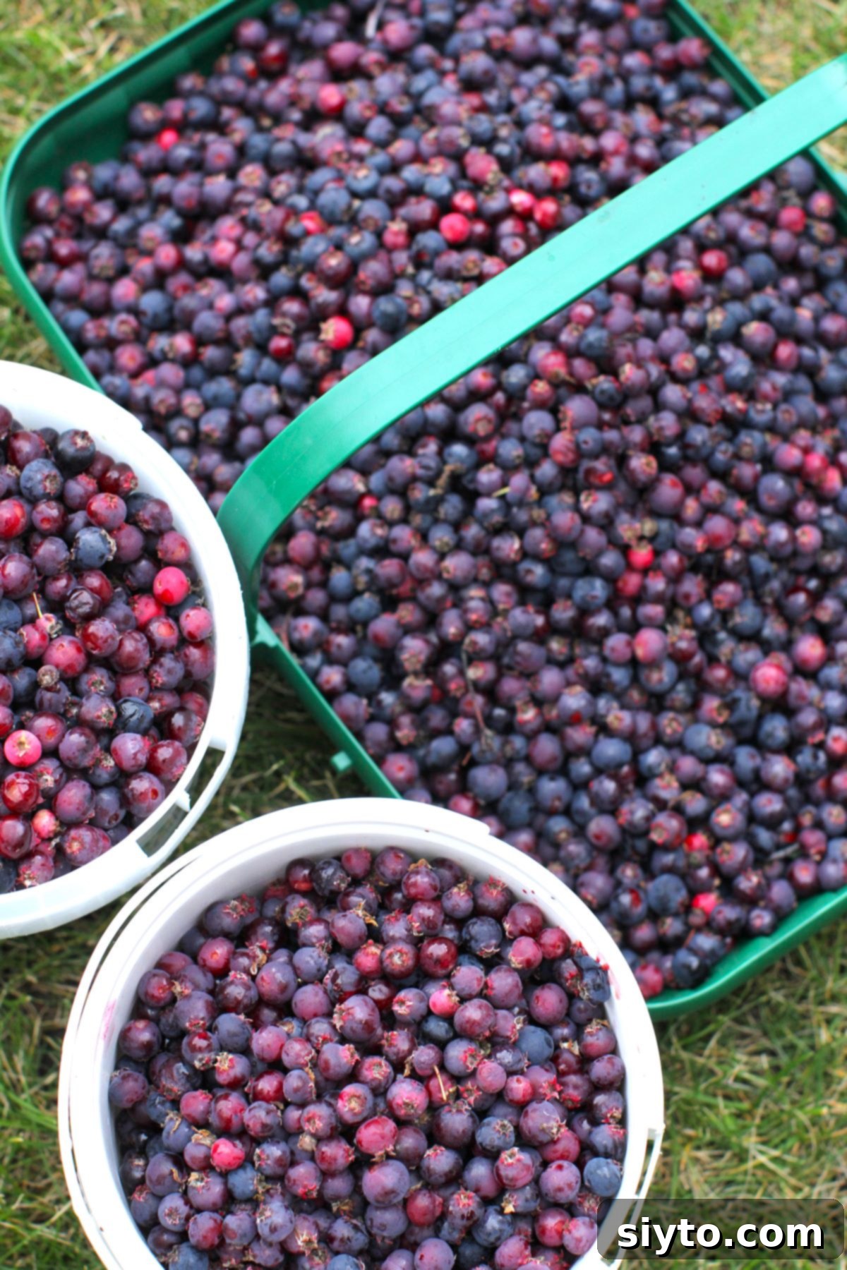 Saskatoon Berry Drizzle Cake 3 A rustic woven basket overflowing with freshly picked saskatoon berries, positioned next to two large pails also filled to the brim with the purple-blue fruit, signaling a bountiful harvest.