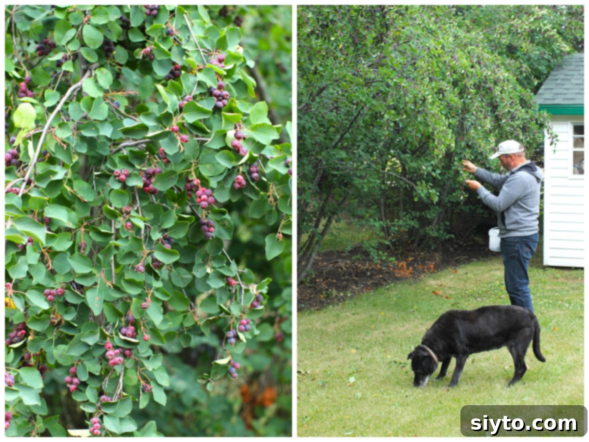 Saskatoon Berry Drizzle Cake 4 A two-photo collage showing the saskatoon berry harvest in full swing. The left image shows a close-up of a saskatoon bush branch heavily laden with ripe, dark berries, ready for picking. The right image depicts Raymond, intently picking berries from a bush, while his loyal dog, Pippa, is busy on the ground, happily eating fallen berries from the grass.