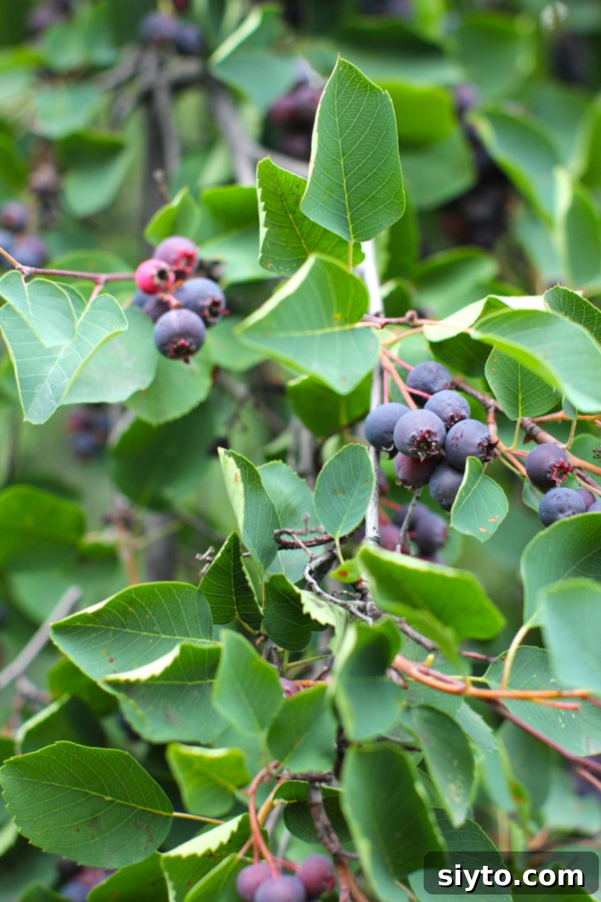 Saskatoon Berry Drizzle Cake 5 A vibrant close-up shot of a saskatoon branch, heavily laden with clusters of ripe, purple-blue berries and lush green leaves, showcasing their natural beauty and abundance.