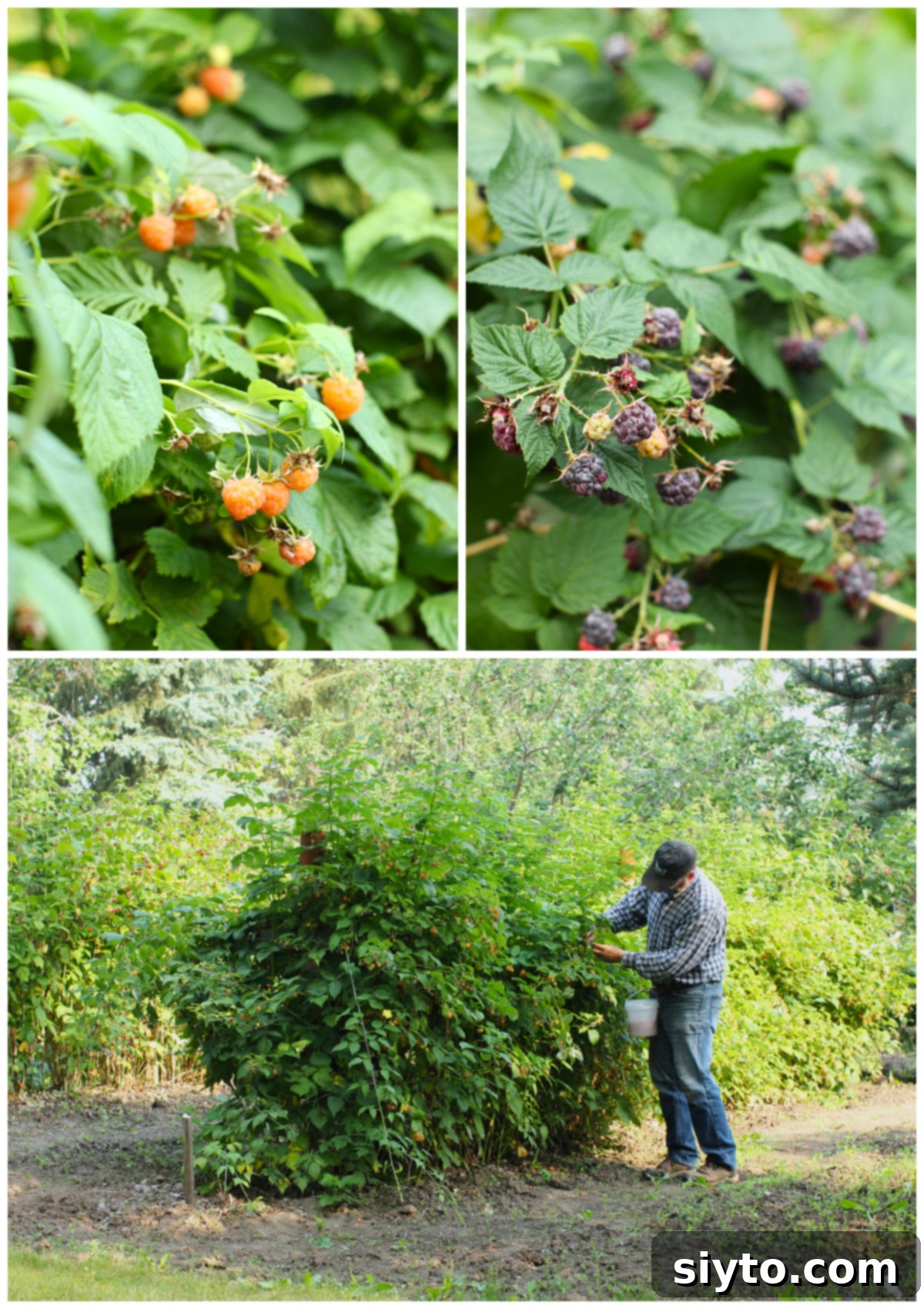 3 photo collage of raspberries. Top left - yellow raspberries, top right - black raspberries, bottom - Raymond picking raspberries in the garden.