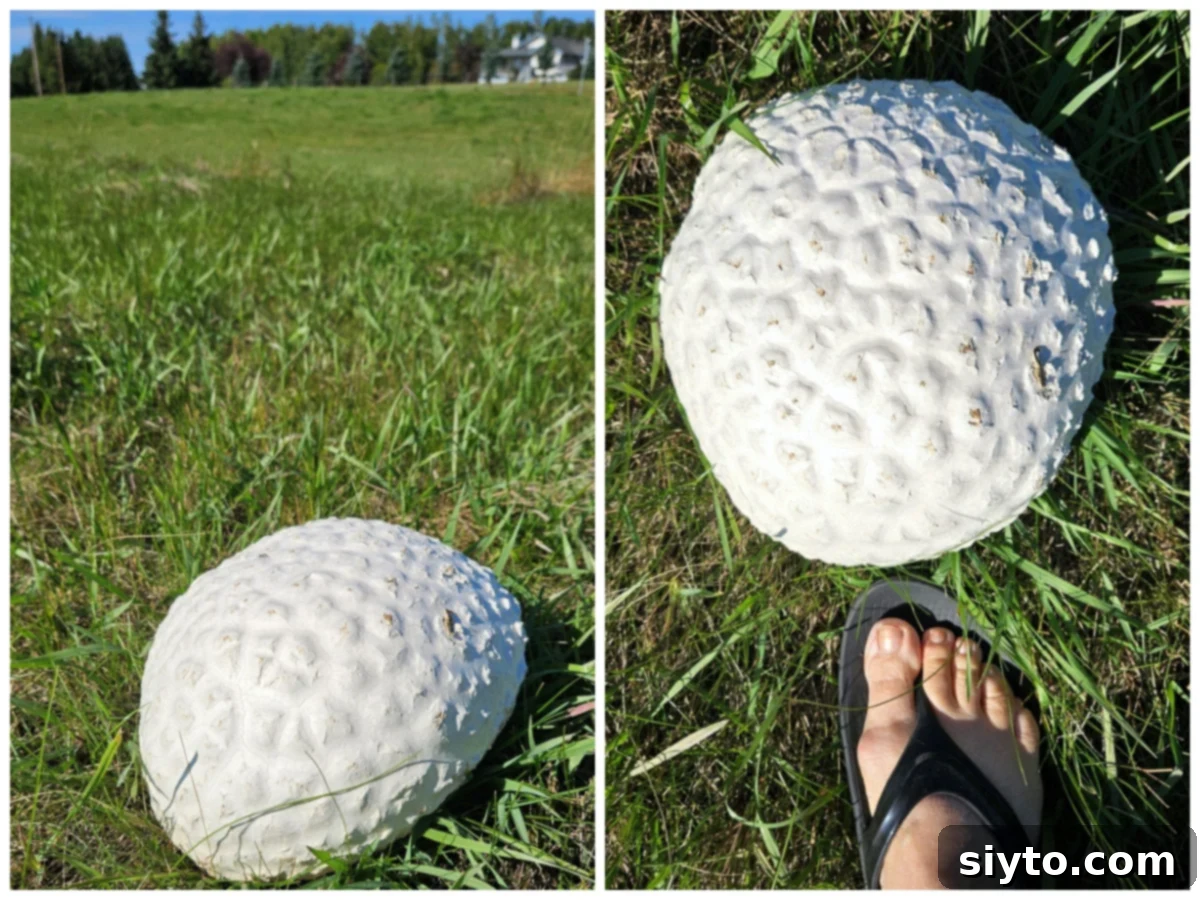 2 photo collage of the giant puffball in the grass and with my food beside it for size reference.
