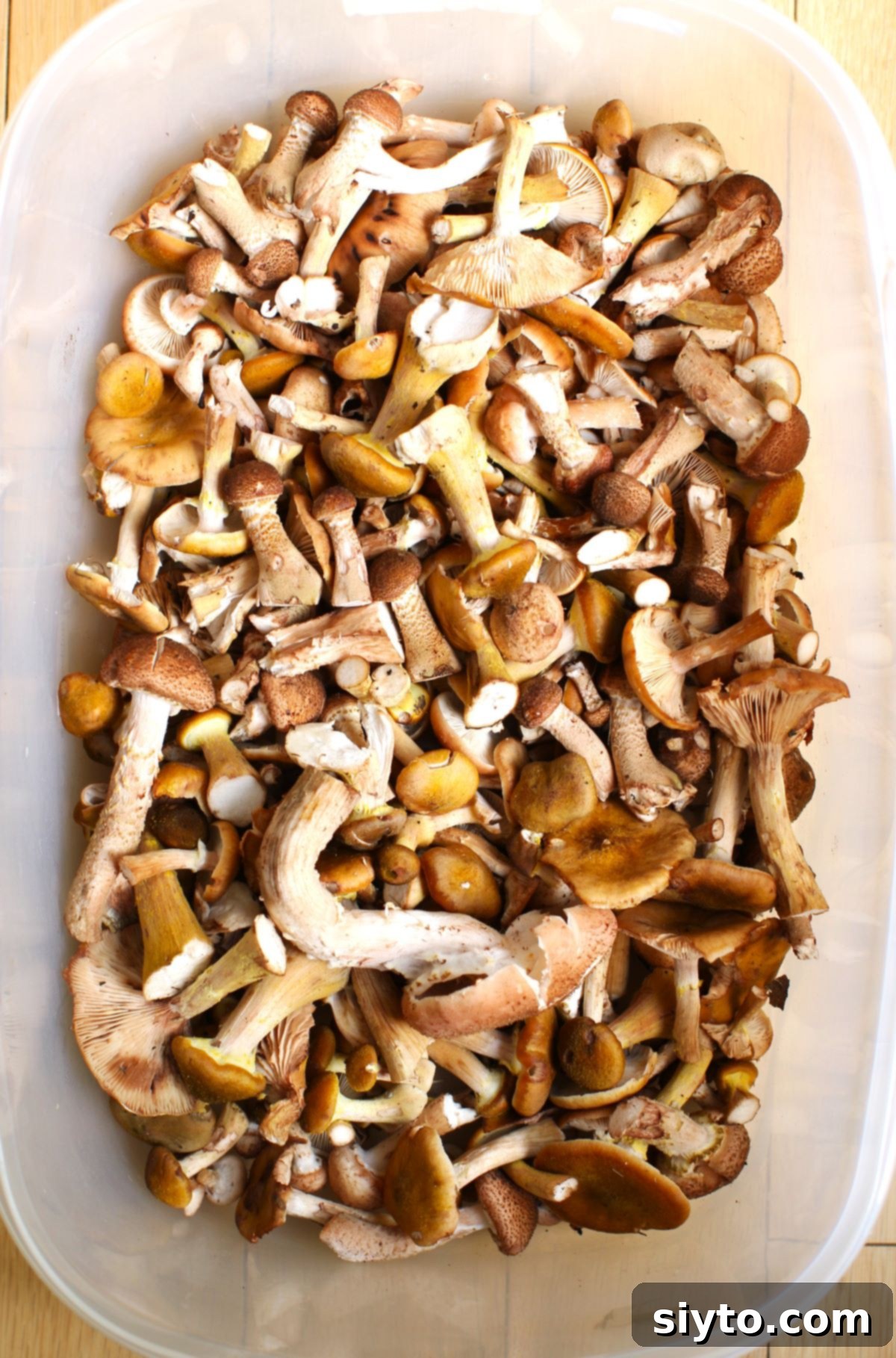 Foraged Fungi Quiche with a Gluten-Free Base 3 a tub of wld honey mushrooms.