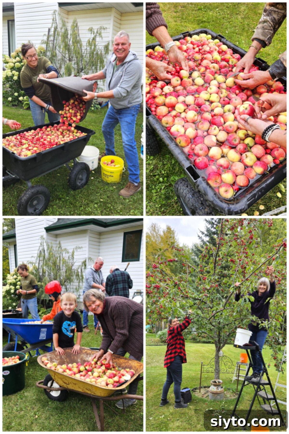 Apple Day From Press to Gravy Pot 3 Apple Pressing collage, dumping apples into the wheelbarrow, wahsing them, and picking apples.