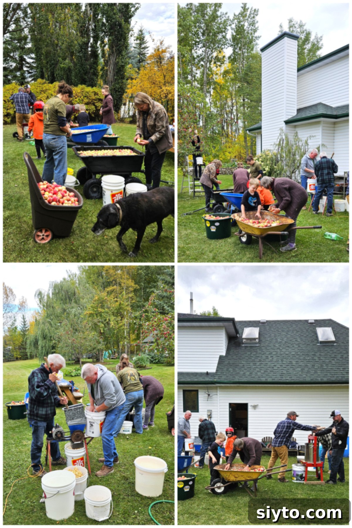 Apple Day From Press to Gravy Pot 4 collage of apple cider pressing day, washing apples, grinding them, then pressing them.