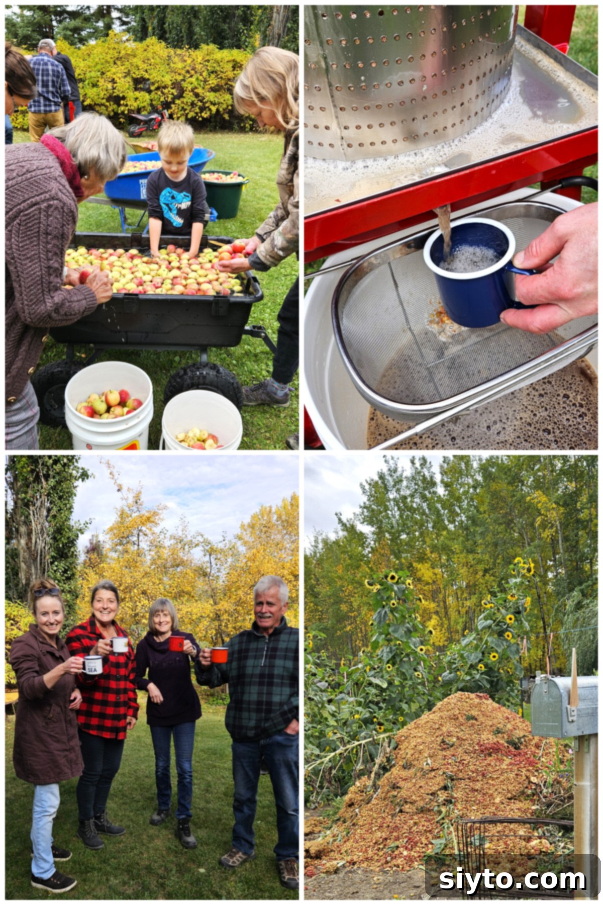 Apple Day From Press to Gravy Pot 5 Apple cider pressing day collage, washing apples, filling a mug of cider, toasting with mugs, and the pulp on the compost pile.