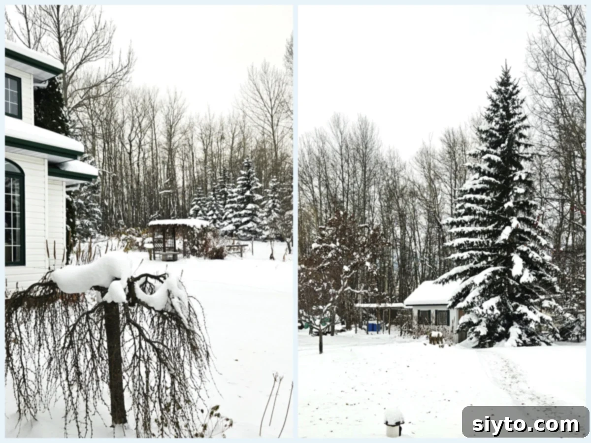 The house and chicken coop covered in snow on a winter day, emphasizing the cozy holiday atmosphere.