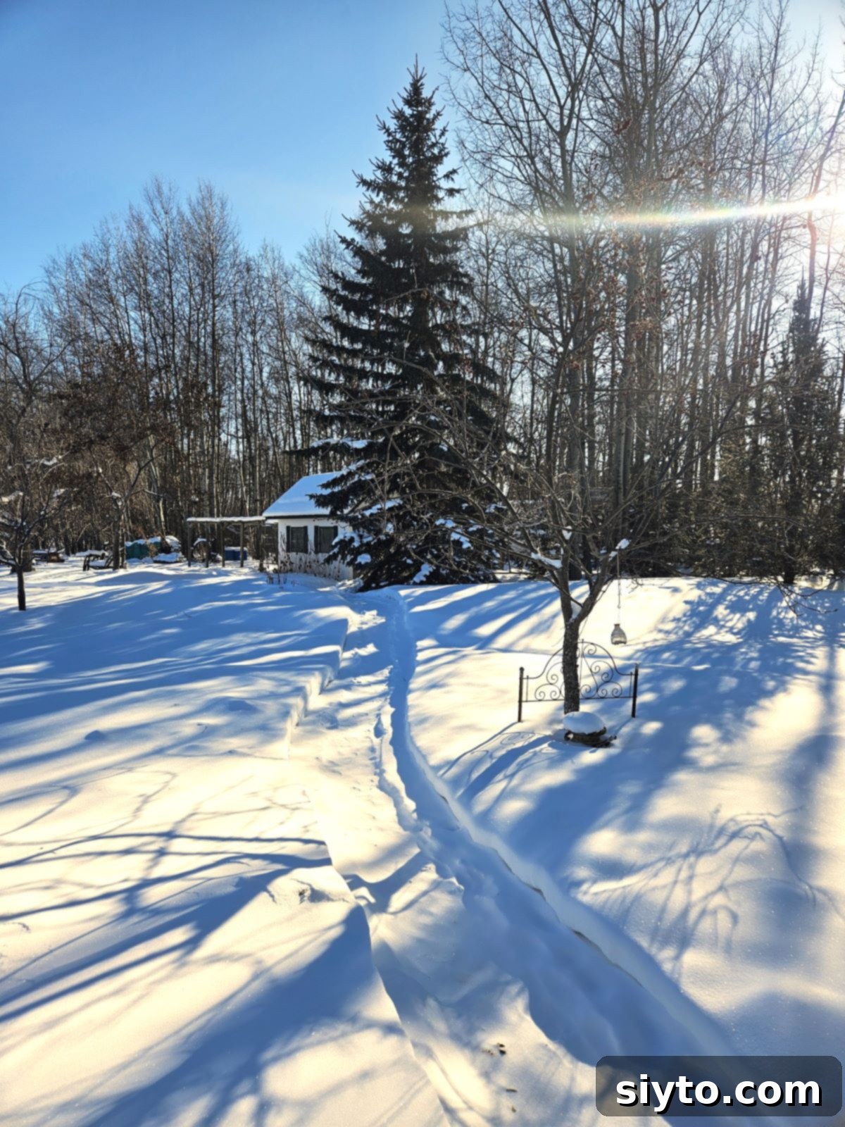 A snowy path leading to a chicken coop, with footprints visible.