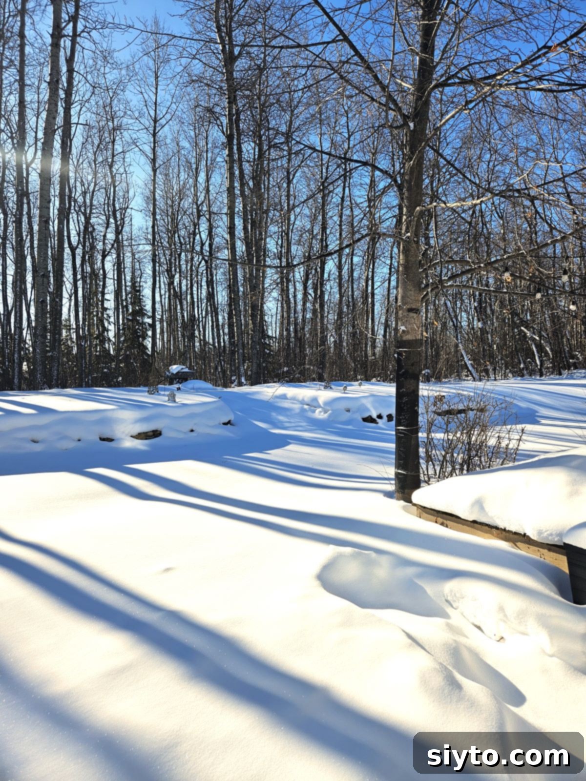 Winter sunlight casting long shadows across a snowy landscape in the morning.