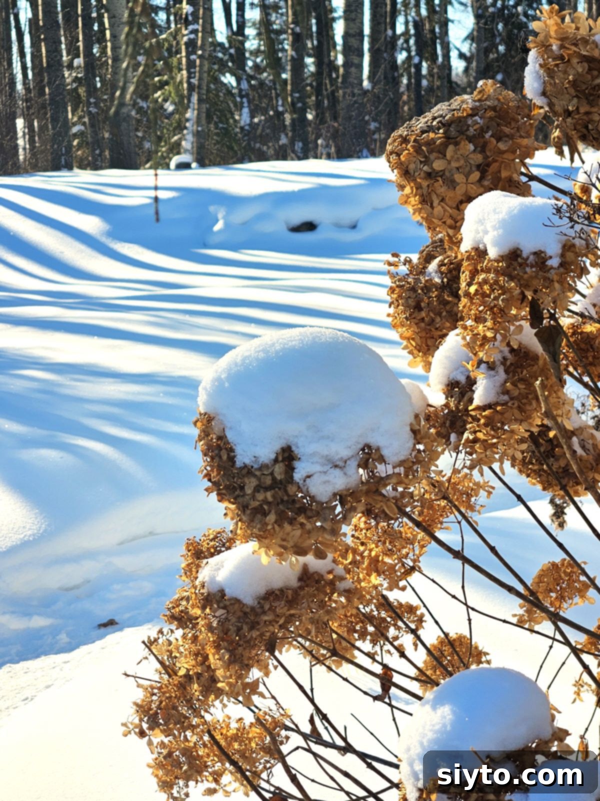 Hydrangea bushes covered in a layer of pristine snow.