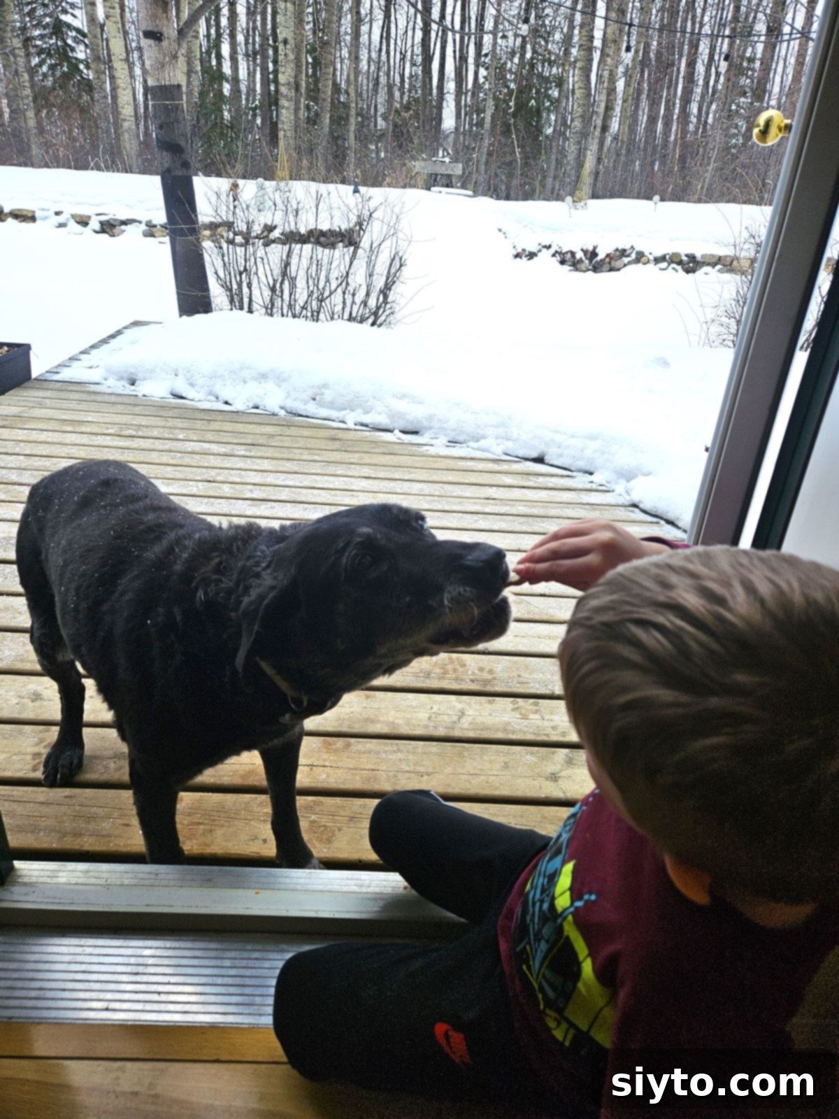 Pippa, an older black lab, gently taking a homemade treat from Caleb's outstretched hand at the deck door, looking content.