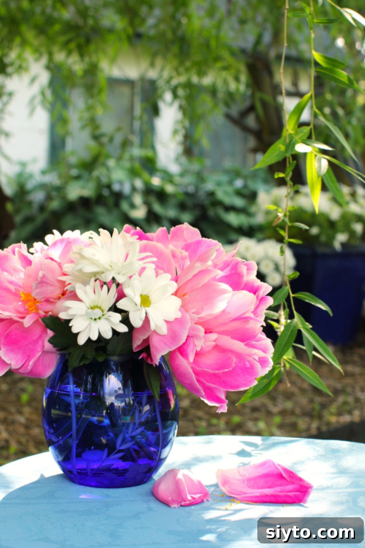 Blue rose bowl vase filled with pink peonies and white daisies and hanging weeping willow branch beside.