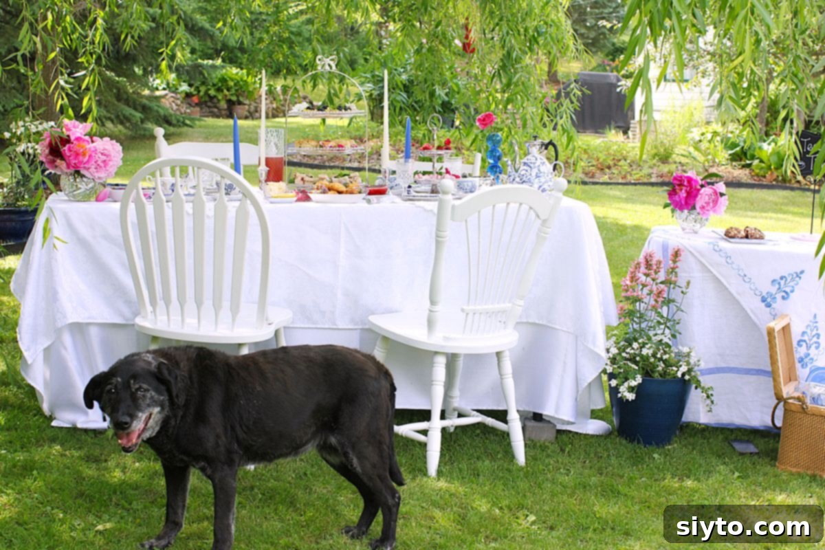 Pippa, the black lab in front of the set table for afternoon tea outside.