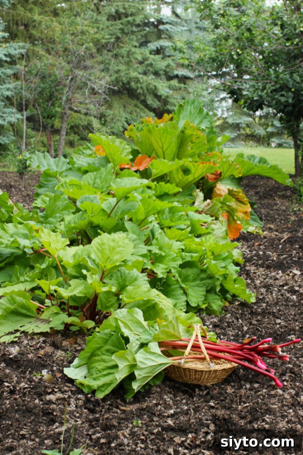 Our thriving rhubarb plants in the garden, with a freshly harvested basket of vibrant rhubarb stalks positioned in front, ready for preparation.