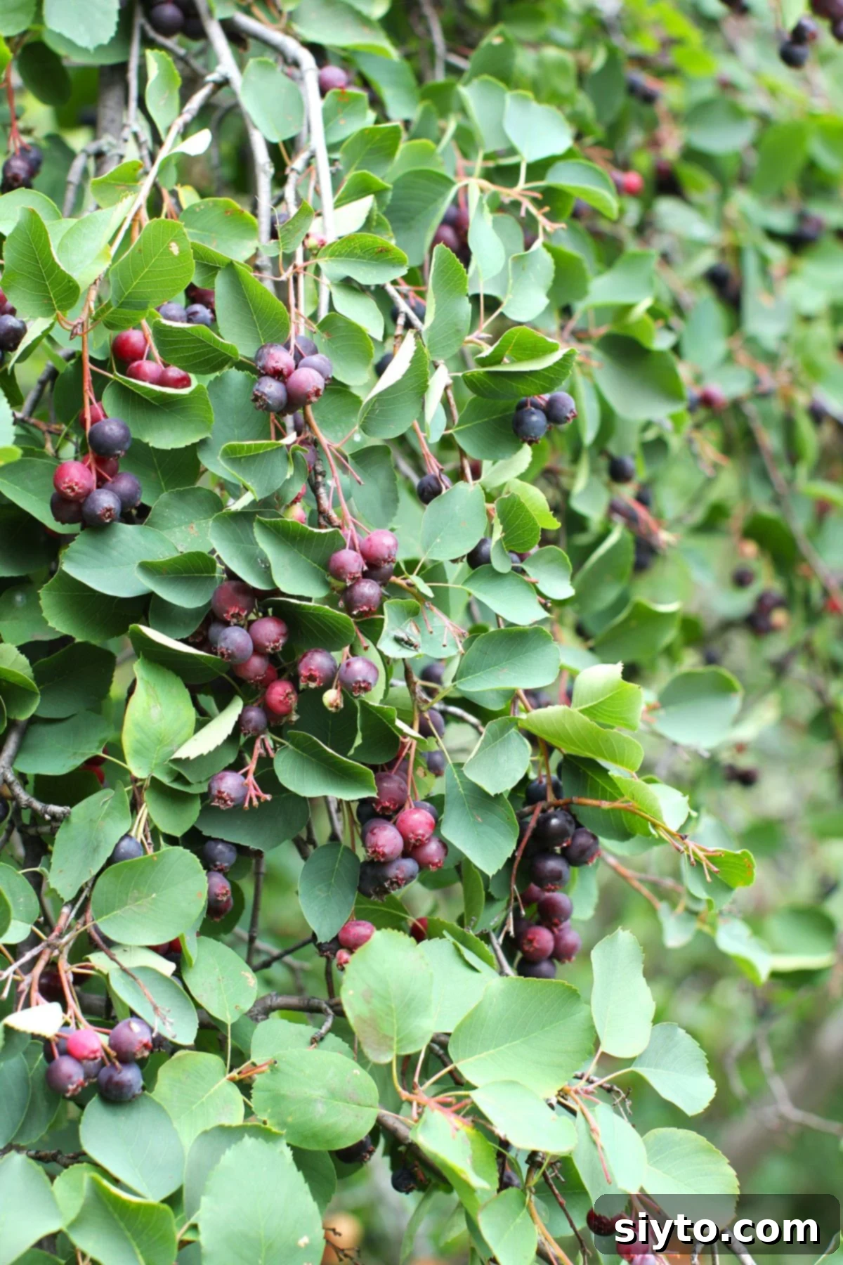 Laden bushes full of purple saskatoon berries in clusters.