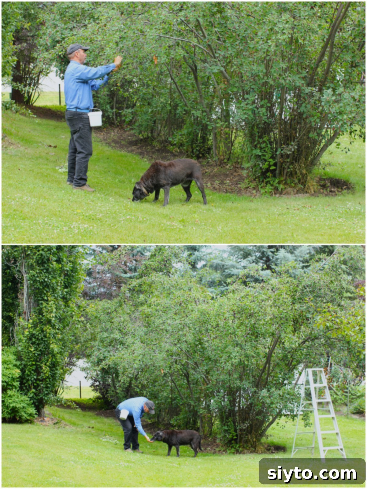 2 photo collage of Raymond picking berries with Pippa eating them off the grass.