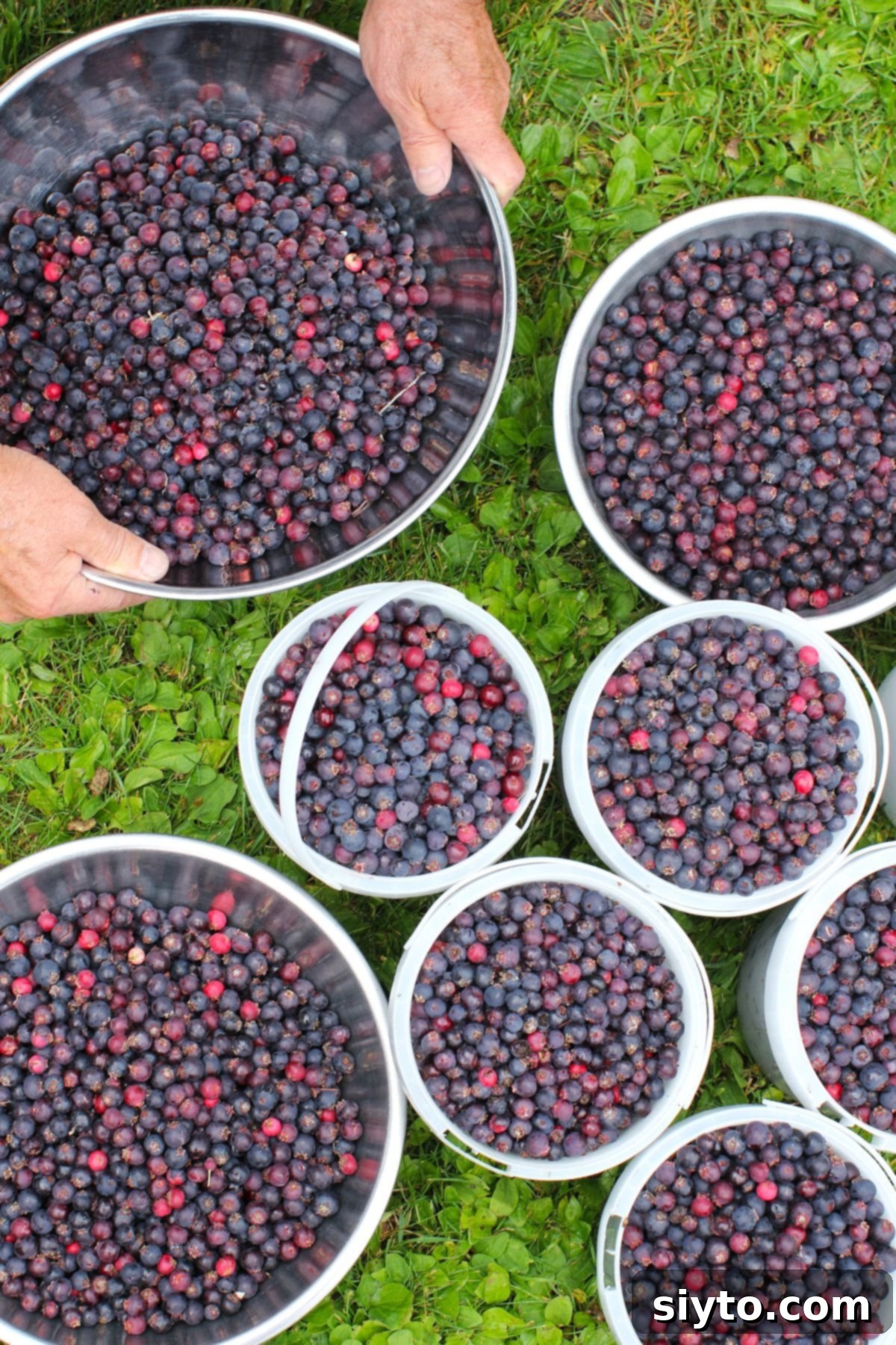 Pails of freshly picked saskatoons on the lawn, plus a couple big bowls.