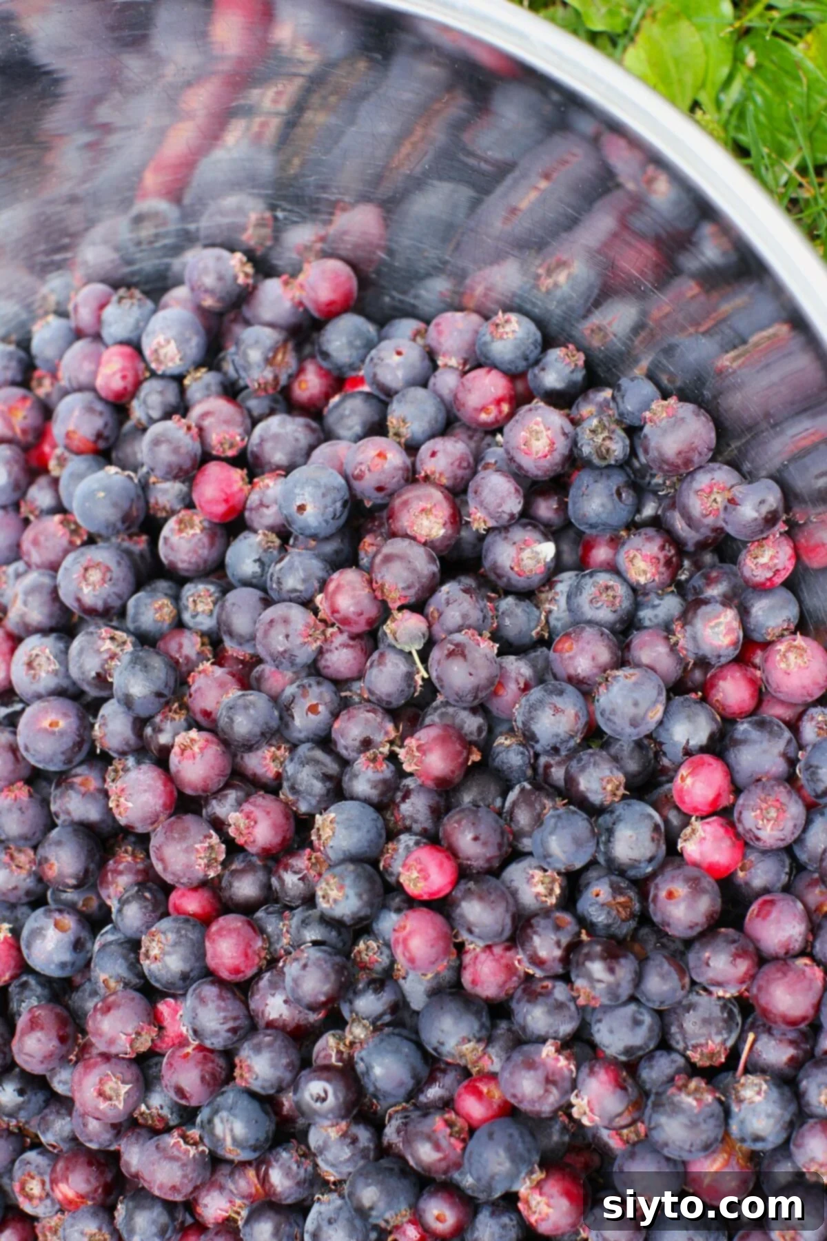 Close-up of a big bowl of freshly picked saskatoons.