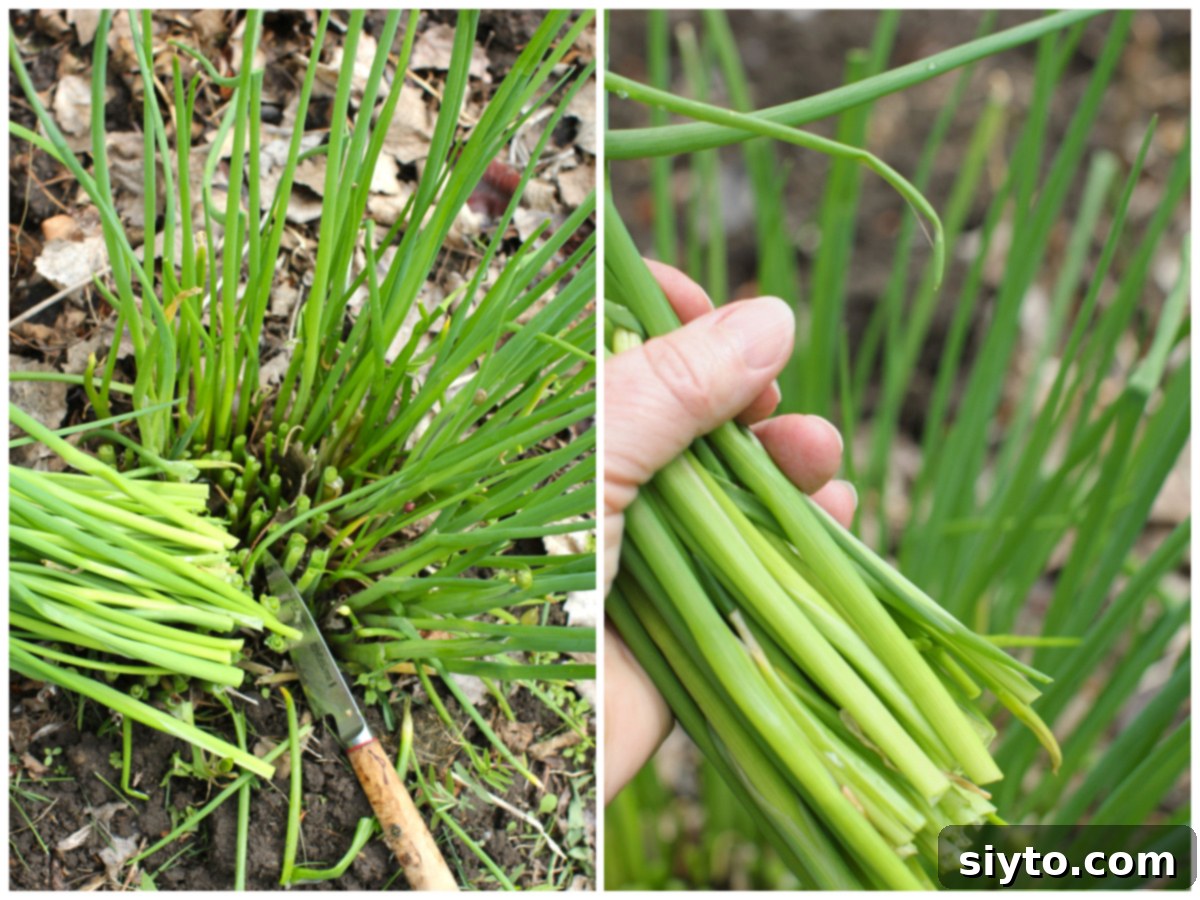 A two-photo collage illustrating the process of harvesting a handful of fresh chives from a home garden, ready for making Schnittlauchsalat.