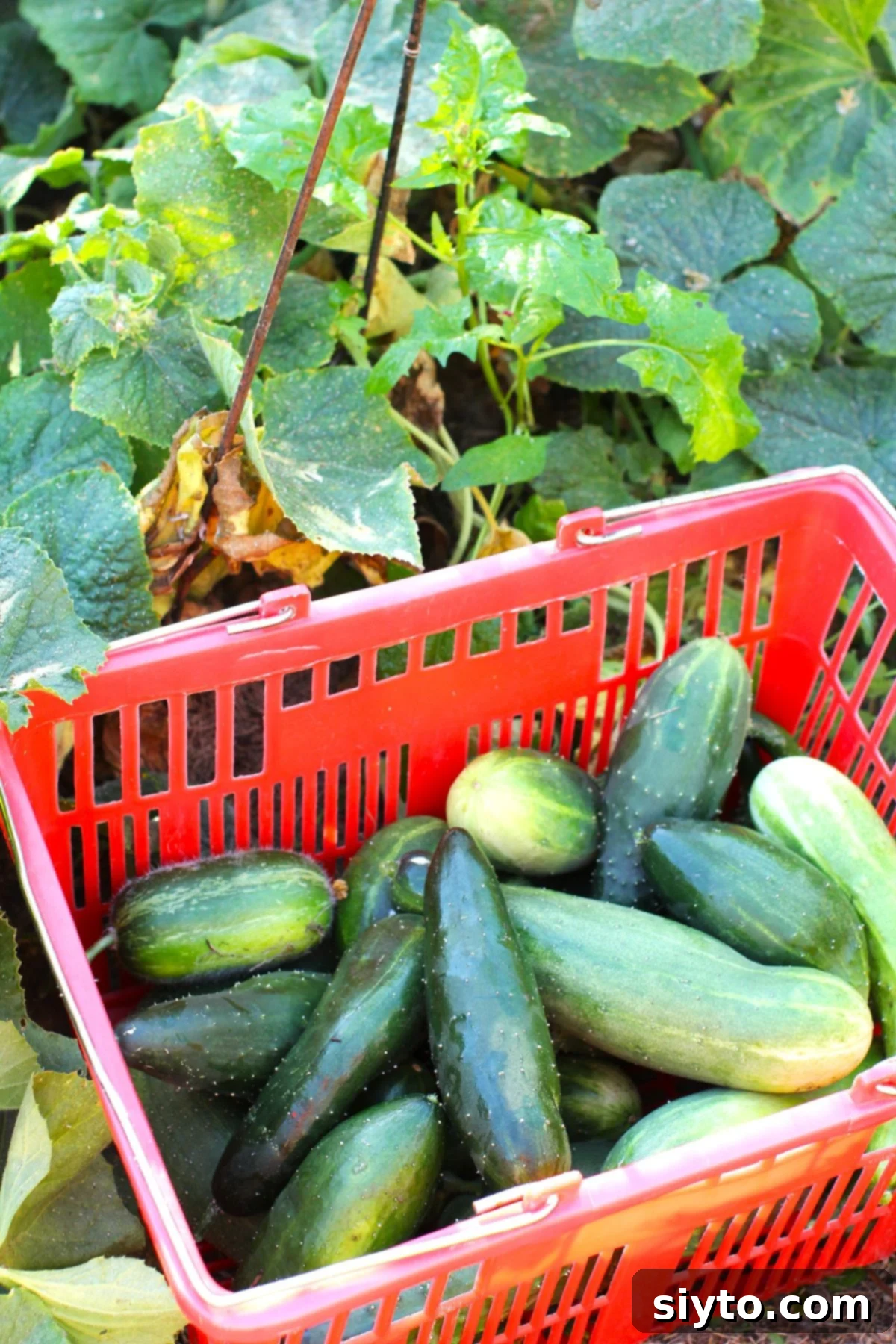 A red plastic basket of just-picked cucumbers beside the cucumber patch in the garden.