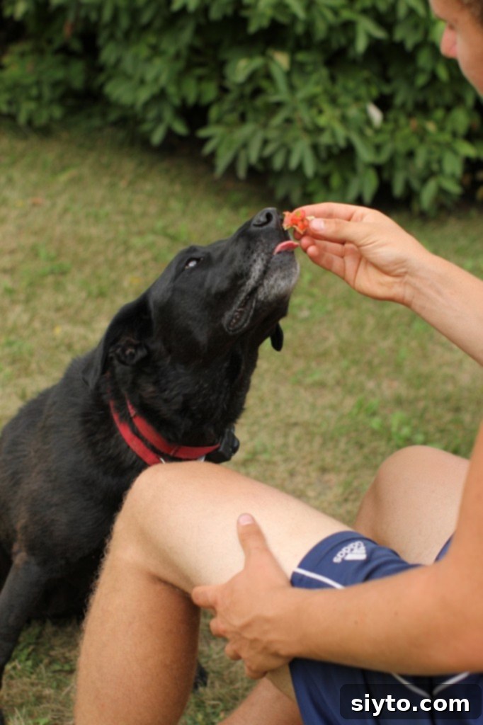 Pippa, a dog, getting a small taste of delicious watermelon salsa from a spoon