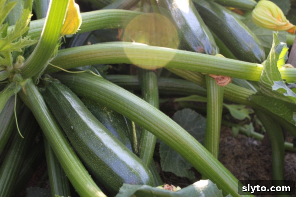IMG_1707 Assorted zucchini harvested from the garden
